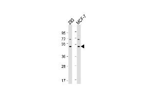 All lanes : Anti-MYLIP Antibody (Center) at 1:2000 dilution Lane 1: 293 whole cell lysate Lane 2: MCF-7 whole cell lysate Lysates/proteins at 20 μg per lane. (MYLIP 抗体  (AA 111-139))