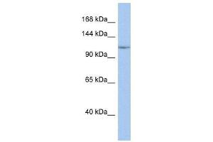 NFKB1 antibody (70R-10525) used at 0. (NFKB1 抗体  (Middle Region))