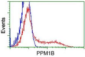HEK293T cells transfected with either RC212918 overexpress plasmid (Red) or empty vector control plasmid (Blue) were immunostained by anti-PPM1B antibody (ABIN2454649), and then analyzed by flow cytometry. (PPM1B 抗体)