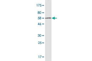 Western Blot detection against Immunogen (61.