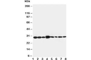 Western blot testing of LASP1 antibody and Lane 1:  rat liver  ;  2: rat spleen;  3: rat intestine;  4: Jurkat;  5: MCF-7;  6: A431;  7: HeLa;  8: 293T. (LASP1 抗体  (AA 16-30))