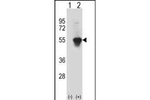 Western blot analysis of MINA (arrow) using rabbit polyclonal MINA Antibody (C-term) (ABIN387880 and ABIN2844089). (MINA 抗体  (C-Term))