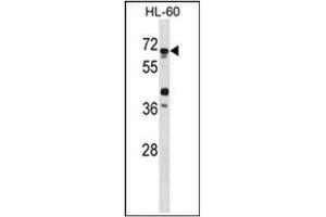 Western blot analysis of ATG4D Antibody in HL-60 cell line lysate.