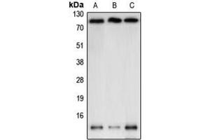 Western blot analysis of NEDD8 expression in BJAB (A), K562 (B), HeLa (C) whole cell lysates.