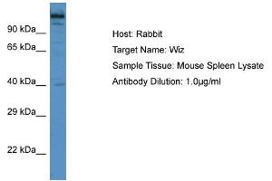 Host: Rabbit Target Name: Wiz Sample Type: Mouse Spleen lysates Antibody Dilution: 1. (WIZ 抗体  (C-Term))