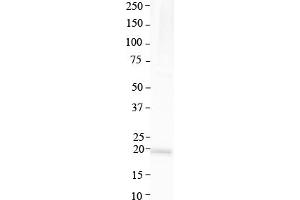 Western Blotting (WB) image for anti-ATPase, H+ Transporting, Lysosomal 16kDa, V0 Subunit C (ATP6V0C) (Middle Region) antibody (ABIN2773857)