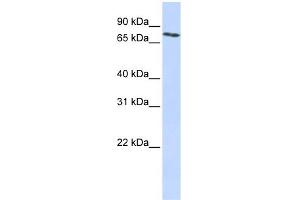 WB Suggested Anti-SLCO2B1 Antibody Titration:  0. (SLCO2B1 抗体  (N-Term))
