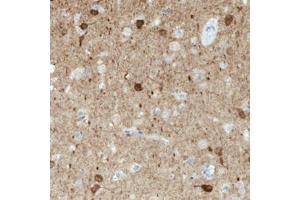 Immunohistochemical staining (Formalin-fixed paraffin-embedded sections) of human cerebral cortex with NECAB1 monoclonal antibody, clone CL0576  shows immunoreactivity in a subset of neuronal cells. (NECAB1 抗体)