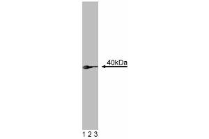Western blot analysis of RONalpha on a MDCK cell lysate (Canine kidney, ATCC CCL-34). (Ron alpha (AA 40-224) 抗体)