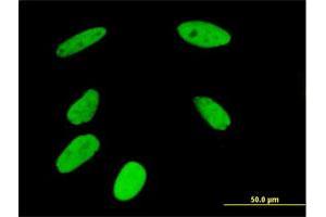 Immunofluorescence (IF) image for anti-Nucleoporin 50kDa (NUP50) (AA 1-468) antibody (ABIN524184)