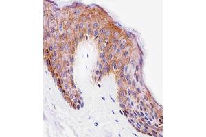 Immunohistochemical analysis of paraffin-embedded H. (PITPNA 抗体  (C-Term))