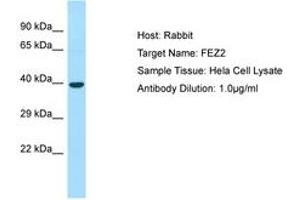 Image no. 1 for anti-Fasciculation and Elongation Protein zeta 2 (Zygin II) (FEZ2) (AA 264-313) antibody (ABIN6749880) (FEZ2 抗体  (AA 264-313))