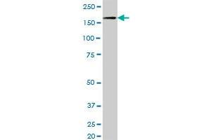 NID1 MaxPab polyclonal antibody. (Nidogen 1 抗体  (AA 1-1114))