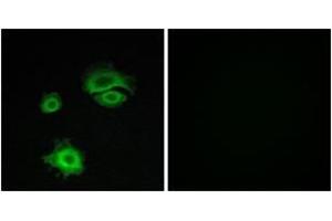Immunofluorescence analysis of A549 cells, using GluR1 (Ab-863) Antibody. (Glutamate Receptor 1 抗体  (AA 829-878))
