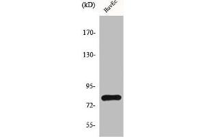 Western Blot analysis of HuvEc cells using HIPK4 Polyclonal Antibody (HIPK4 抗体  (C-Term))