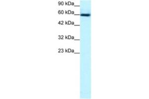 Western Blotting (WB) image for anti-GA Binding Protein Transcription Factor, alpha Subunit 60kDa (GABPA) antibody (ABIN2463826) (GABPA 抗体)