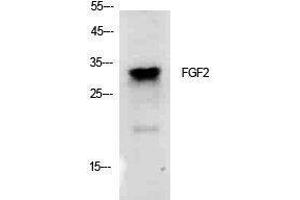 Western Blotting (WB) image for anti-Fibroblast Growth Factor 2 (Basic) (FGF2) (Internal Region) antibody (ABIN3181404)