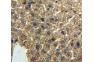 IHC-P analysis of Liver tissue, with DAB staining. (CCL3 抗体  (AA 24-92))