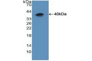 Western blot analysis of recombinant Human NFkB. (NFkB 抗体  (AA 805-892))