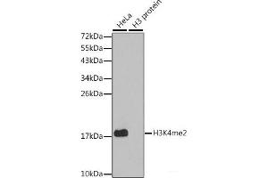 Western blot analysis of extracts of various cell lines using DiMethyl-Histone H3-K4 Polyclonal Antibody. (Histone 3 抗体  (2meLys4))