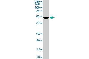 Western Blotting (WB) image for anti-Paraneoplastic Antigen MA1 (PNMA1) (AA 62-160) antibody (ABIN563990)