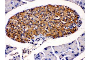 Anti- HSD11B2 antibody, IHC(P) IHC(P): Mouse Pancreas Tissue (HSD11B2 抗体  (C-Term))