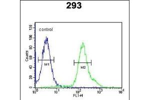 ARMC5 Antibody (C-term) (ABIN651593 and ABIN2840314) flow cytometric analysis of 293 cells (right histogram) compared to a negative control cell (left histogram). (ARMC5 抗体  (C-Term))