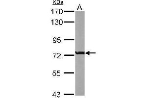Western Blotting (WB) image for anti-Rac GTPase Activating Protein 1 (RACGAP1) (N-Term) antibody (ABIN2856889)