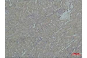 Immunohistochemistry (IHC) analysis of paraffin-embedded Mouse Kidney Tissue using HSP90A Polyclonal Antibody. (HSP90AA1 抗体)