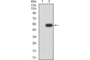 Western blot analysis using MUC2 mAb against HEK293 (1) and MUC2 (AA: 4373-4557)-hIgGFc transfected HEK293 (2) cell lysate.