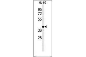 Western Blotting (WB) image for anti-Retinal G Protein Coupled Receptor (RGR) (AA 262-291), (Middle Region) antibody (ABIN954529)