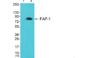 Western blot analysis of extracts from LOVO cells, using FAP-1 antibody. (FAP 抗体)
