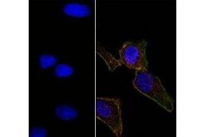 Immunofluorescence (IF) image for anti-Epithelial Cell Adhesion Molecule (EPCAM) (AA 20-60) antibody (ABIN3025544)