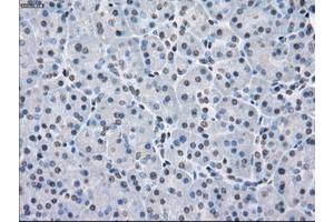 Image no. 4 for anti-Protein Phosphatase 5, Catalytic Subunit (PPP5C) antibody (ABIN1500389)