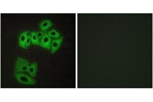 Immunofluorescence analysis of A549 cells, using VAMP4 (Ab-30) Antibody. (VAMP4 抗体  (AA 1-50))