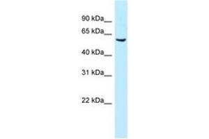 Image no. 1 for anti-Meis Homeobox 1 (MEIS1) (AA 24-73) antibody (ABIN6747812) (MEIS1 抗体  (AA 24-73))