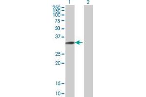 Western Blot analysis of SH3GL3 expression in transfected 293T cell line by SH3GL3 MaxPab polyclonal antibody. (SH3GL3 抗体  (AA 1-288))