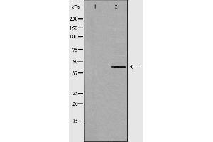 Western blot analysis of AurA expression in COS7 cells. (AurA 抗体)