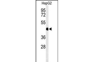 Western blot analysis of HFE2 Antibody (C-term) (ABIN653652 and ABIN2842993) in HepG2 cell line lysates (35 μg/lane). (HFE2 抗体  (C-Term))