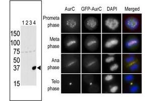 The anti-Aurora C Pab is used in Western blot to detect Aurora C in lysates of 293 cells expressing Flag tag (Lane 1), Flag-tagged Aurora A (Lane 2), Flag-tagged Aurora B (Lane 3) or Flag-tagged Aurora C (Lane 4). (Aurora Kinase C 抗体  (N-Term))