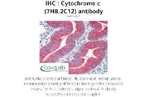 Image no. 3 for anti-Cytochrome C, Somatic (CYCS) antibody (ABIN5693541) (Cytochrome C 抗体)