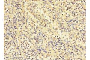 Immunohistochemistry of paraffin-embedded human spleen tissue using ABIN7174246 at dilution of 1:100 (COQ4 抗体  (AA 31-265))