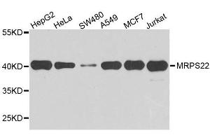 Western blot analysis of extracts of various cell lines, using MRPS22 antibody. (MRPS22 抗体  (AA 1-360))