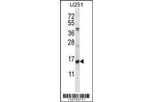 Western Blotting (WB) image for anti-Inhibitor of DNA Binding 1, Dominant Negative Helix-Loop-Helix Protein (ID1) (AA 66-93) antibody (ABIN3031300)
