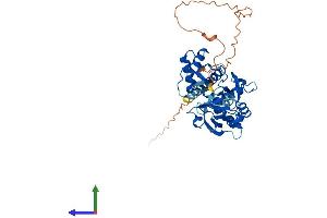 Protein Structure (PS) image for DEP Domain Containing mTOR-Interacting Protein (DEPTOR) (AA 1-409) protein (His tag) (ABIN7557418)
