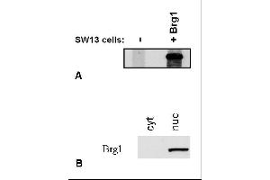 Immunostaining of Brg1 by BRG-01 antibody. (SMARCA4 抗体  (C-Term))