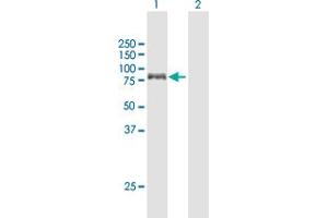 Western Blot analysis of MTHFR expression in transfected 293T cell line by MTHFR MaxPab polyclonal antibody. (MTHFR 抗体  (AA 1-656))