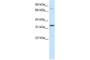 WB Suggested Anti-Duxbl Antibody Titration:  0. (DUXBL1 抗体  (C-Term))