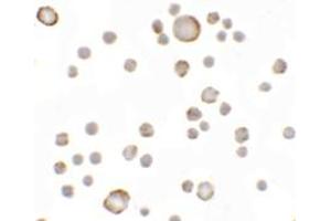 Immunohistochemistry (IHC) image for anti-Anosmin (ANOS1) (Middle Region) antibody (ABIN1030853) (Anosmin 抗体  (Middle Region))
