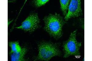 Immunofluorescence (IF) image for anti-Zinc Finger and BTB Domain Containing 24 (ZBTB24) (C-Term) antibody (ABIN2855876)